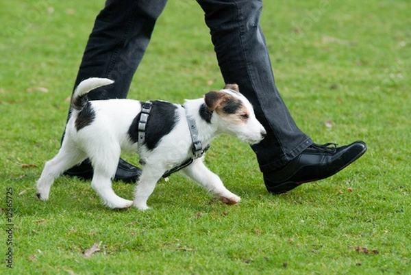 Fototapeta Hundeschule
