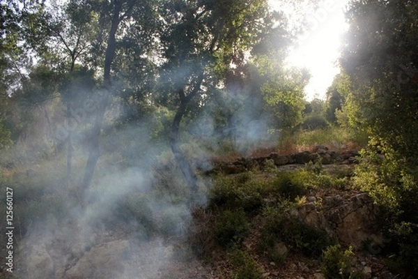 Obraz Forest Sunrise through Smoke