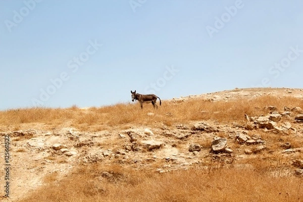 Obraz Donkey in a Desert