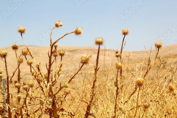 Obraz Dry Desert Flowers