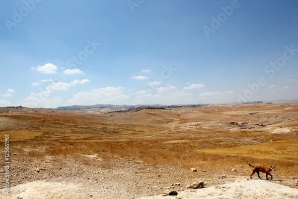 Obraz Desert Landscape with Dog