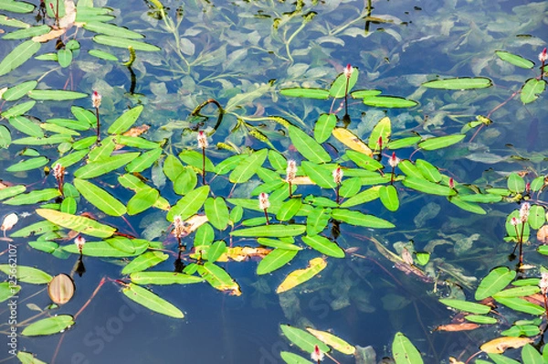 Obraz Blooming floating Pondweed (Potamogeton natans) on the pond