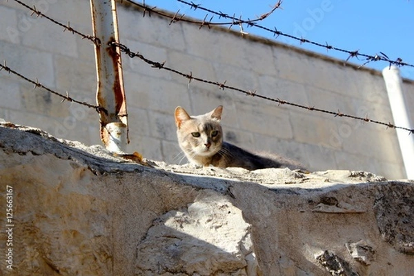 Obraz Cat on a Wall