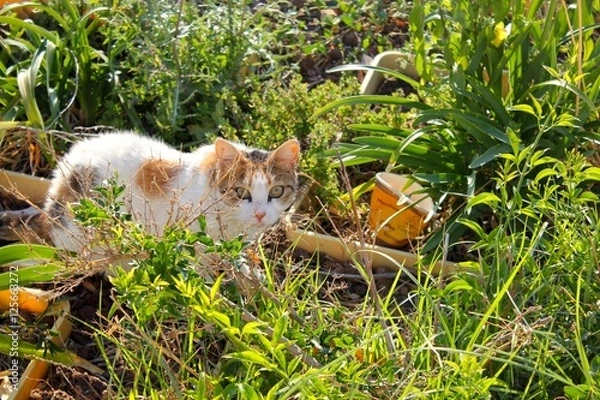 Obraz Cat in the Grass