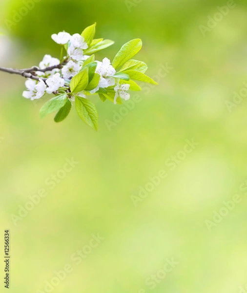 Fototapeta Tree branch with cherry flowers over green background