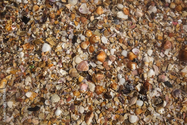 Obraz shells on the beach