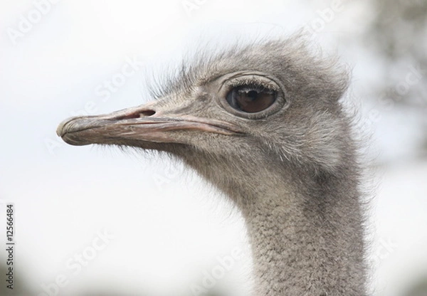 Fototapeta Autruche