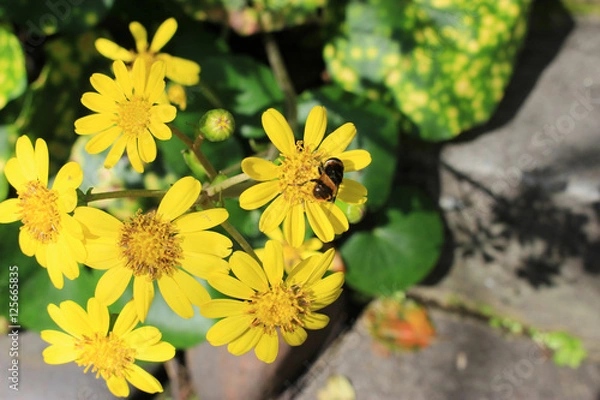 Obraz ツワブキの花の蜜を吸うオオハナアブ