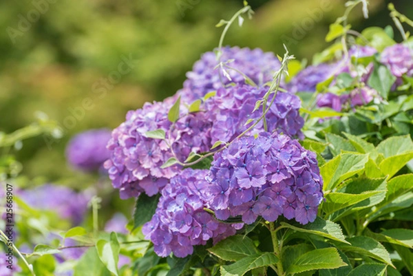 Obraz Purple Hydrangea Flower