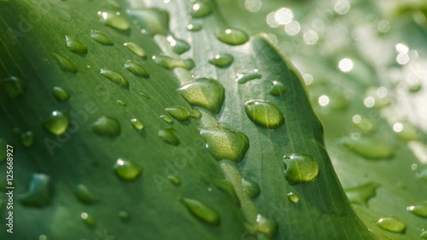 Fototapeta After The Rain