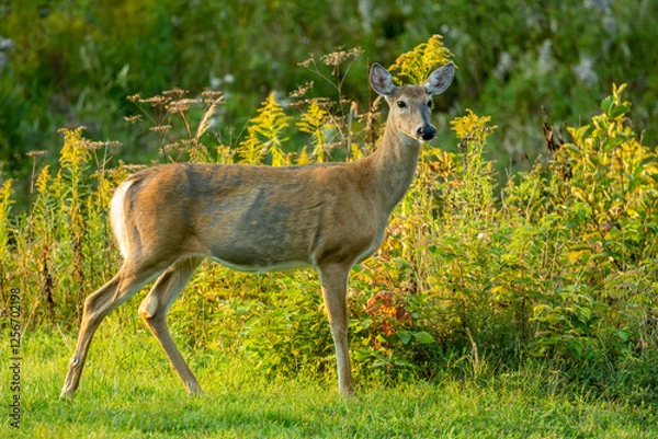 Obraz mother white tailed deer doe with fawn