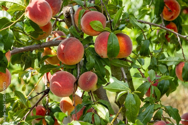 Obraz fresh peaches in farm orchard 