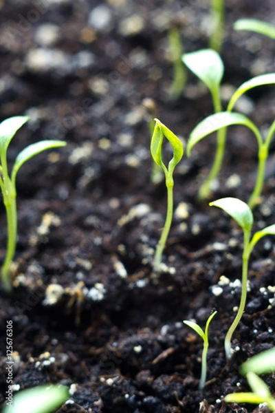 Obraz macro green shoots young grass