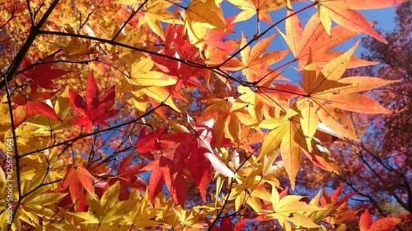 Fototapeta もみじ