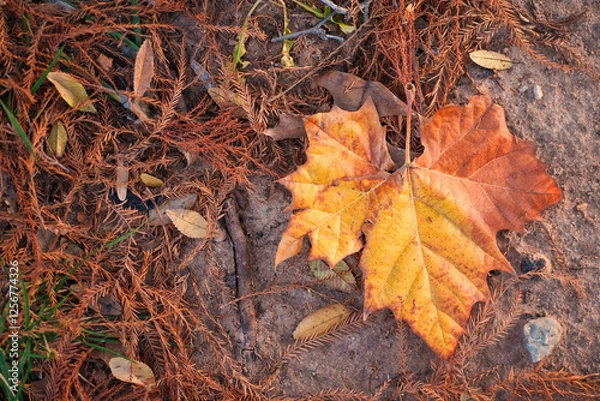 Obraz autumn leaf on the ground