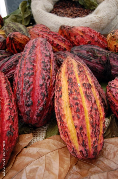 Fototapeta Cocoa Fruit