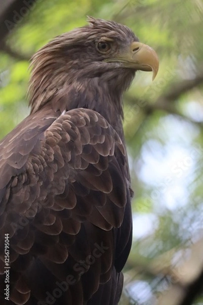 Obraz オジロワシ