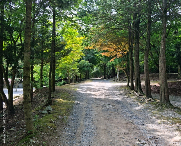 Obraz 
It is a forest road lined with trees.