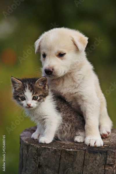 Fototapeta cute puppy and kitten on the grass outdoor;