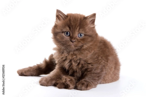 Fototapeta Funny kitten British cat (isolated on white)