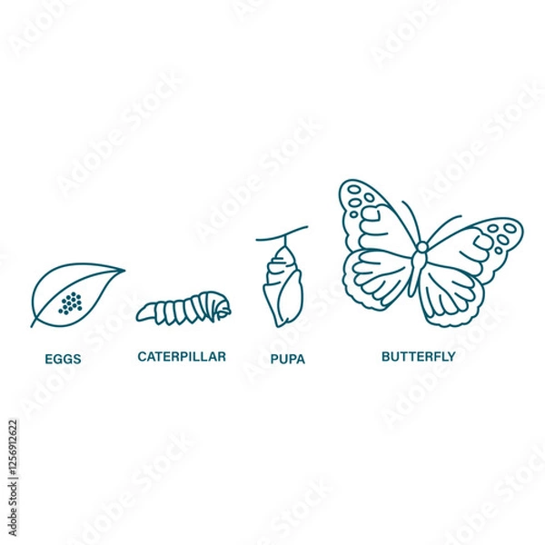 Obraz butterfly life cycle vector illustration clipart