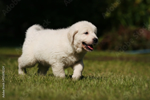 Fototapeta Labrador puppy dog on the grass in the sun