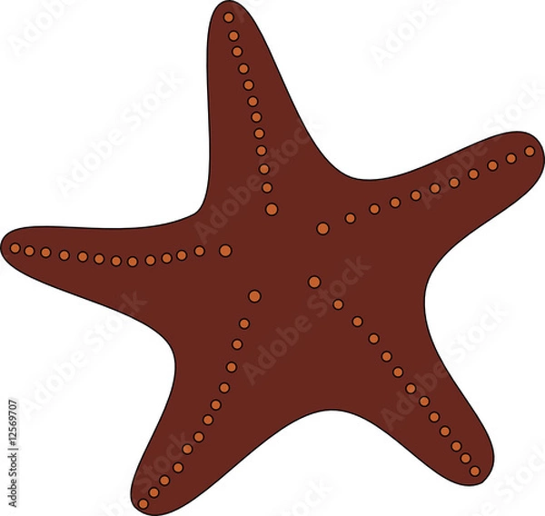 Obraz Starfish