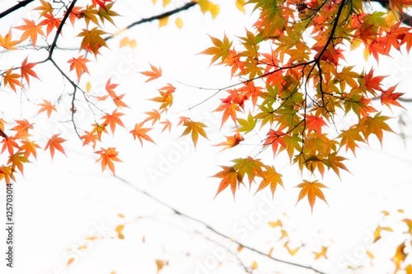Fototapeta Japanese maple tree leaves illuminated by sunlight on white  bac