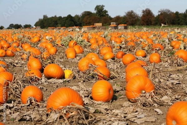 Fototapeta pumpkin field1