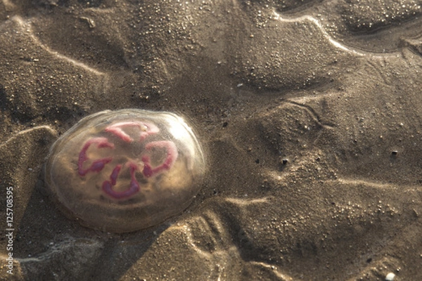 Obraz Meduza na piasku