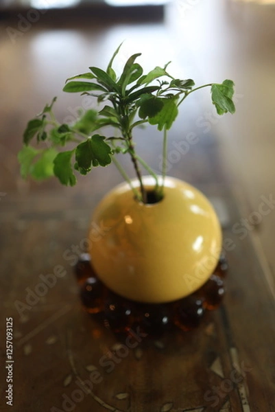 Obraz plant in a pot