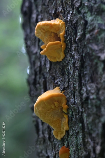 Fototapeta Pycnoporellus fulgens, an orange bracket fungus growing on birch in Finland, no common english name