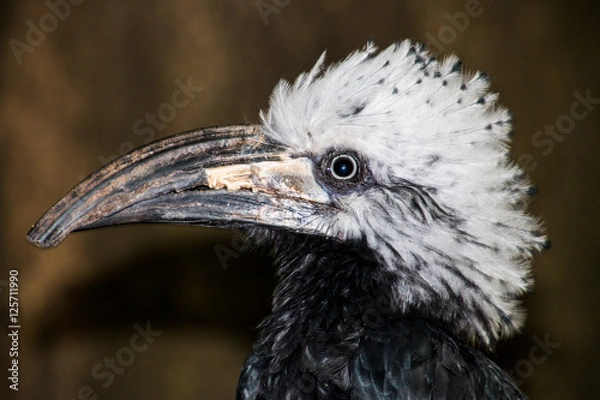 Fototapeta shining bird