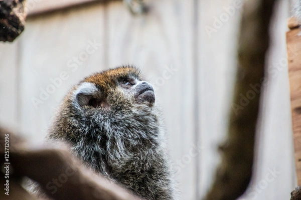 Fototapeta Set me free