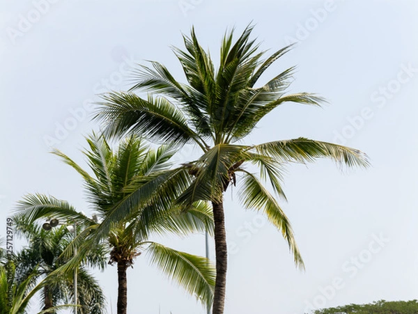 Fototapeta Lush palm trees swaying tropical paradise nature clear sky vibrant scene