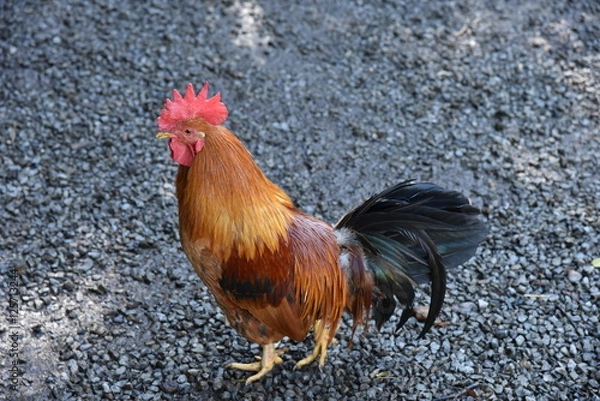 Fototapeta ニワトリ