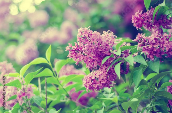 Obraz Branch of lilac flowers with green leaves, floral natural vintage hipster background, soft focus