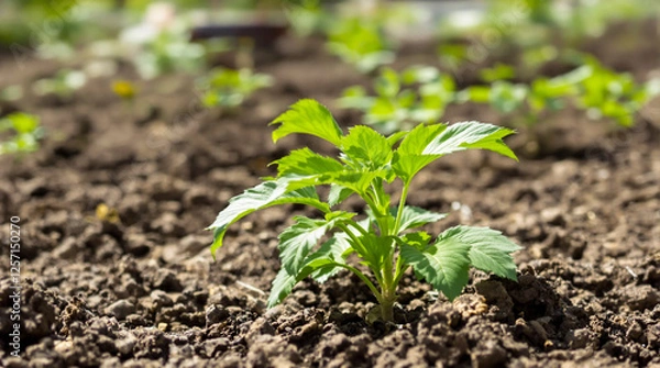 Fototapeta A potato plant grows in the ground.