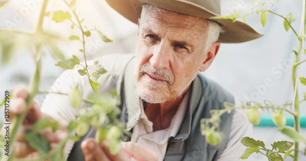 Fototapeta Nature, inspection and checking for growth, man and harvest in greenhouse, farmer and serious. Sustainable business, production and mature person with plants, agriculture and quality assurance