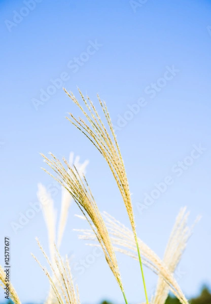 Fototapeta 秋空になびくすすき