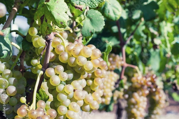 Fototapeta Vineyard harvest. Ripe grapes in fall