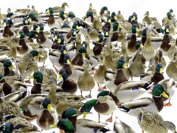Obraz Crowded Ducks