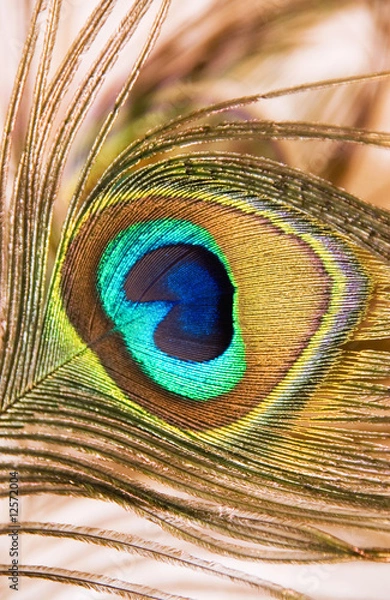 Obraz peacock eye
