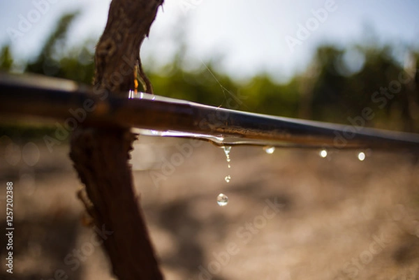 Fototapeta Close-up of a vineyard drip irrigation system with water droplets falling from a pipe, set against a blurred background, showcasing precision agriculture and water management.