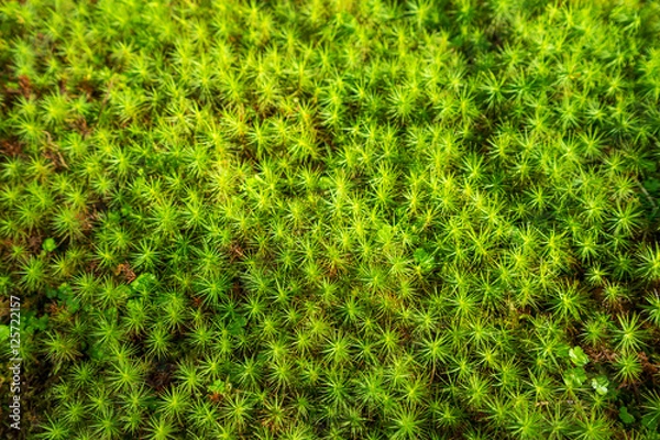 Obraz 生い茂る苔