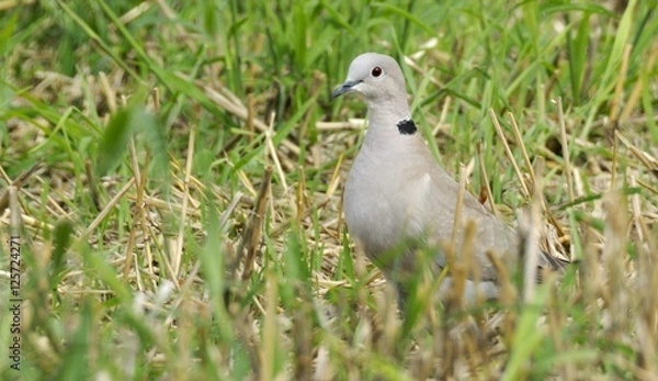 Fototapeta Eurasian Collared Dove