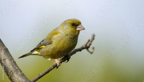 Obraz European Greenfinch