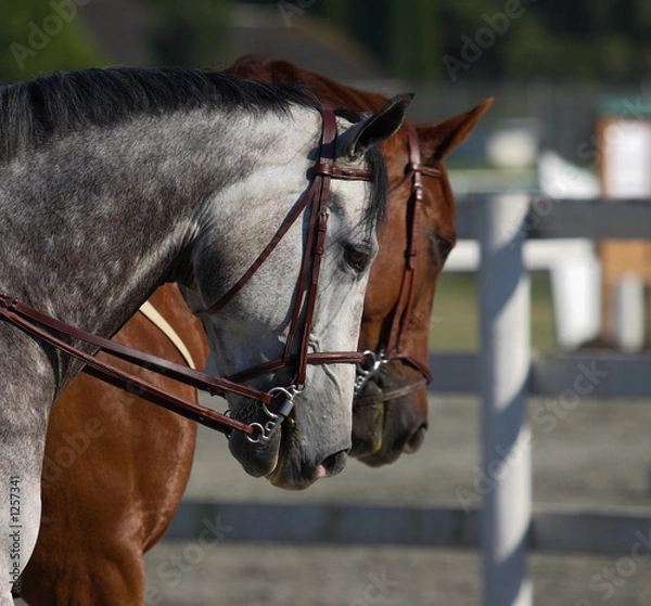 Obraz horse portrait