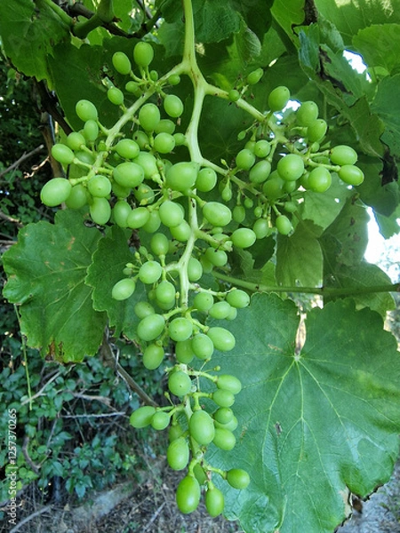Obraz Green grape cluster hanging from vine in a vineyard during late summer in a sunny outdoor setting