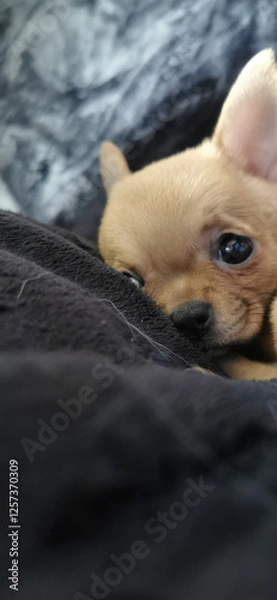 Obraz little chihuahua in funny pose for photo